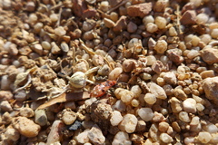 Spilostethus longulus