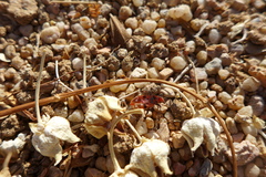 Spilostethus longulus