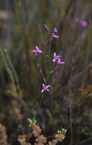 Image of Disa arida by (c) Tom Lloyd Evans, some rights reserved (CC BY-SA)