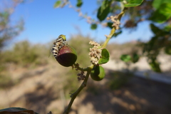 Eristalinus tabanoides