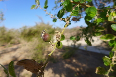 Eristalinus tabanoides