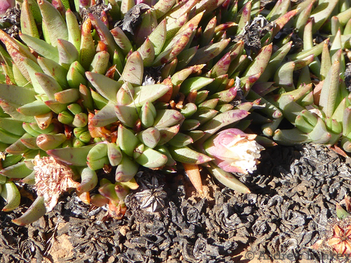 Lost Rootfig (Khadia beswickii)