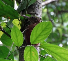 Xiphorhynchus guttatus