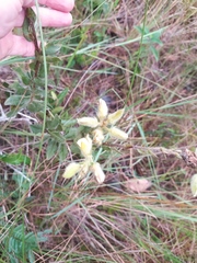 Crotalaria flavicoma