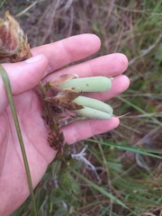 Crotalaria flavicoma