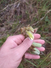 Crotalaria flavicoma