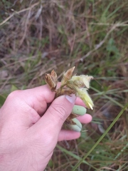Crotalaria flavicoma