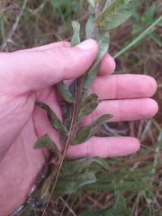 Crotalaria flavicoma