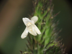 Lepidagathis incurva