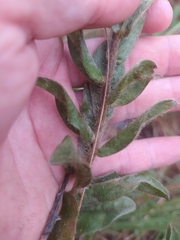 Crotalaria flavicoma