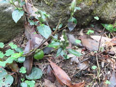 Lepidagathis incurva