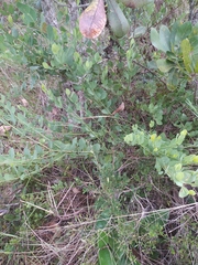 Crotalaria flavicoma