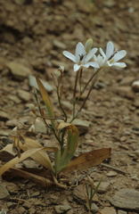 Tritonia flabellifolia
