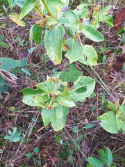 Ichthyothere latifolia