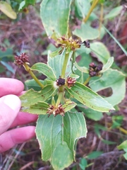 Ichthyothere latifolia