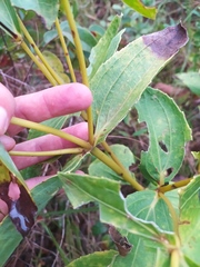 Ichthyothere latifolia