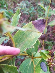 Ichthyothere latifolia