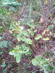 Ichthyothere latifolia