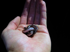 Amaral's Blind Snake photo 2