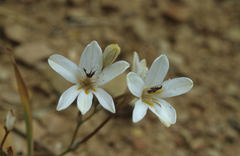 Tritonia flabellifolia