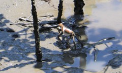 Macrophthalmus
