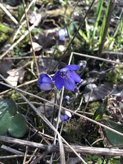 Hepatica nobilis