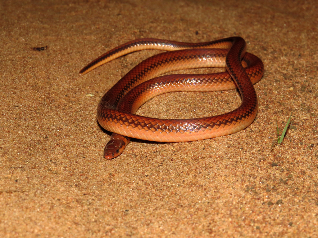 Phalotris lativittatus