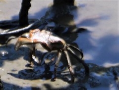 Macrophthalmus