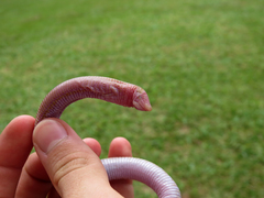 Leposternon microcephalum