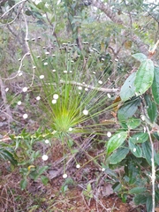 Paepalanthus chiquitensis