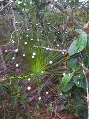 Paepalanthus chiquitensis