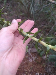 Paepalanthus chiquitensis