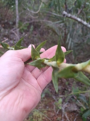 Paepalanthus chiquitensis