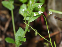 Arabis nova iberica