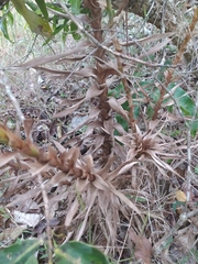 Paepalanthus chiquitensis