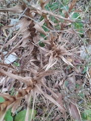 Paepalanthus chiquitensis