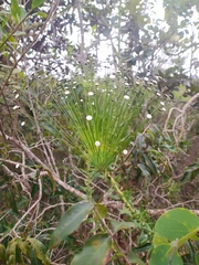 Paepalanthus chiquitensis