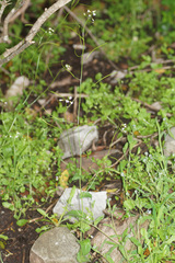 Arabis nova iberica