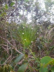Paepalanthus chiquitensis