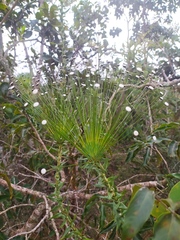 Paepalanthus chiquitensis