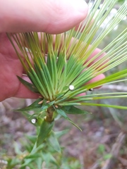 Paepalanthus chiquitensis