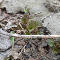 Urtica dioica