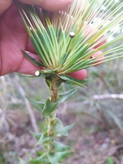 Paepalanthus chiquitensis