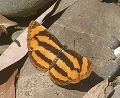 Pantoporia paraka