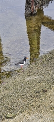 Haematopus ostralegus