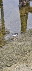 Haematopus ostralegus