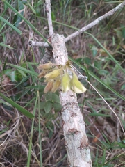 Crotalaria flavicoma