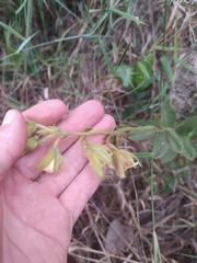 Crotalaria flavicoma