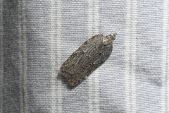 Acleris maximana