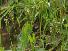 Anthoxanthum aristatum